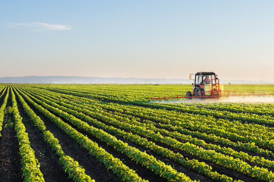 Tractor spraying soybean field at spring