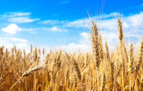 wheat stalks in a field