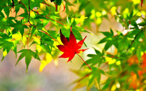 one red maple leaf surrounded by green and yellow maple leaves