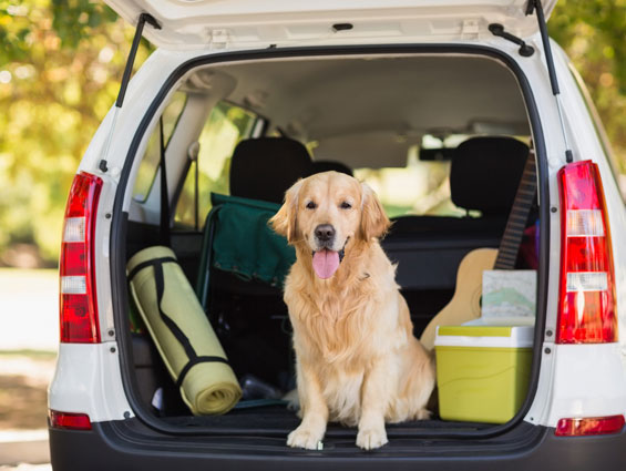 dog sitting in back of hatchback